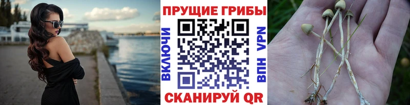 Псилоцибиновые грибы ЛСД Николаевск